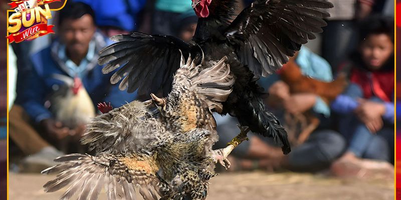 Các loại đánh giá trong Đá Gà Sunwin